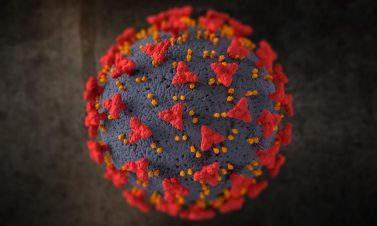 Parvoviroza