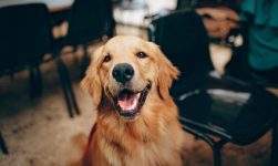 Ce nu ar trebui să mănânce animalele tale de companie