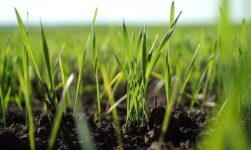 erbicide selective pentru gazon toamna