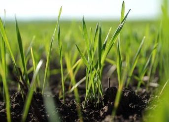 erbicide selective pentru gazon toamna
