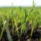 erbicide selective pentru gazon toamna
